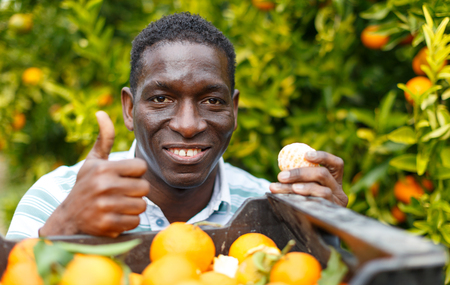 Portrait of African man harvesting ripe tangerines on organic plantationの写真素材