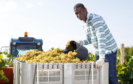 Positive male vineyard worker putting gathered grapes harvest from bucket to truckの写真素材