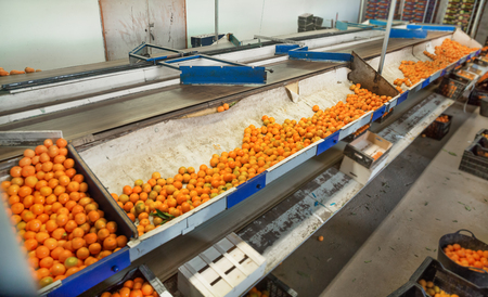 Production facilities of grading and packing of harvest of mandarins on agricultural farmの写真素材