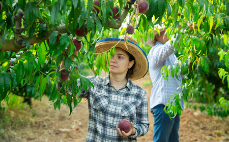 Young woman in hat picking fresh peaches in garden, man on backgroundの写真素材