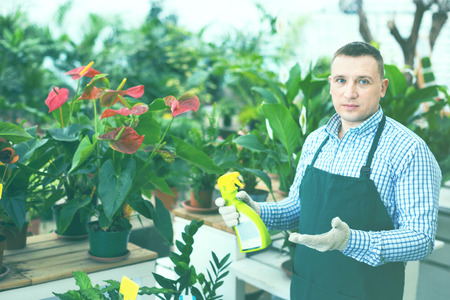 Glad  man gardener is demonstraiting substances for care of flowers in greenhouse.の写真素材