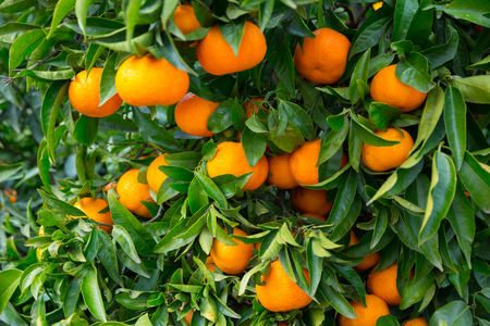 Tangerines trees with ripe fruits on fruit plantationの写真素材