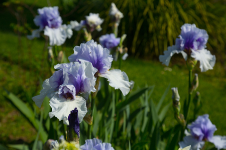 Variety of flowers in the fields and meadows of Europe in the springの写真素材
