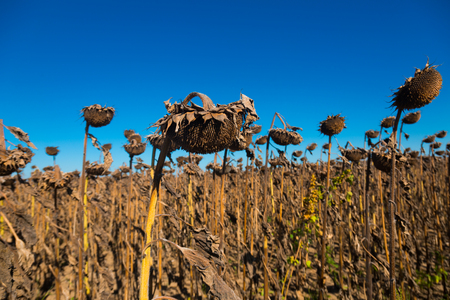 Image of fields of sunflowers in Romania.の写真素材
