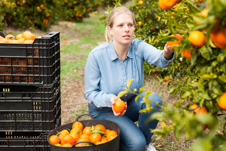 Positive female farmer picking carefully ripe mandarins on plantationの写真素材