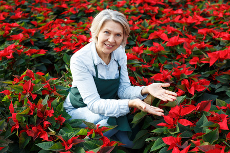 Portrait of mature woman florist engaged in cultivation of Euphorbia pulcherrima (poinsettia) in glasshouse, satisfied with her plantsの写真素材