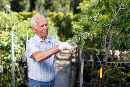 Senior man tending and cultivating garden at homestead, trimming treesの写真素材