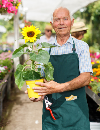 Portrait of elderly man florist standing in sunny greenhouse full of flowersの写真素材
