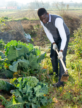 Focused African-American man working with hoe at smallholding, hoeing soil on cauliflower plantationの写真素材