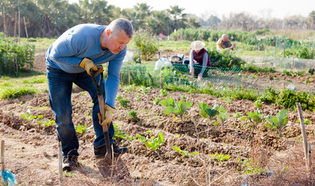 Man  professional gardener using garden shovel at  land  in garden outdoorの写真素材