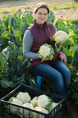 Positive woman harvesting fresh cauliflower on beds of her plantationの写真素材