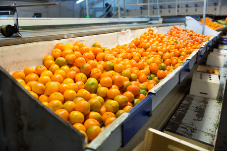 Production facilities of grading and packing of harvest of mandarins at the agricultural farmの写真素材