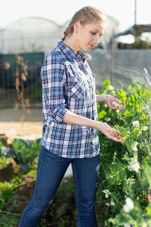 Teen girl gardener attentively working with pea and soy seedlings in  green gardenの写真素材