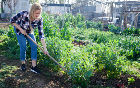 Young woman weeds with a hoe the garden bedの写真素材