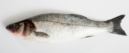 Raw European bass fish on white backgroundの写真素材