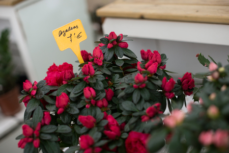 Photo of rows with colorful blooming plants in orangery.の写真素材