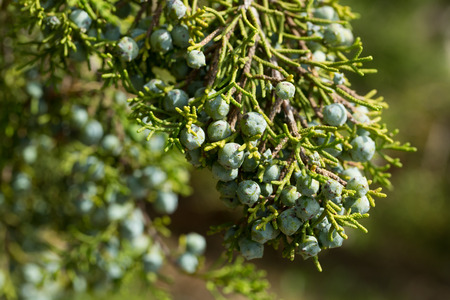 Closeup of young wood fruits and bluish gray scaled foliage of California juniper in sunny dayの写真素材