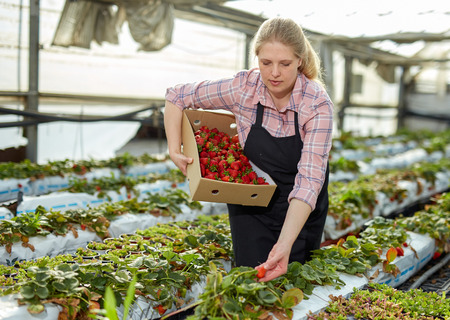 Portrait of female  gardener in apron picking harvest of fresh strawberries in hothouseの写真素材