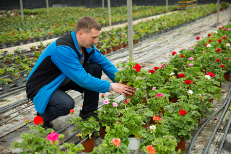 Portraoit of man gardener working with crane's-bill flowers  in greenhouseの写真素材