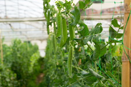 Rows of peas plants growing in greenhouse farmの写真素材