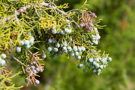 California juniper fruits - blue-brown cones with bluish bloom on background of green scaled leavesの写真素材