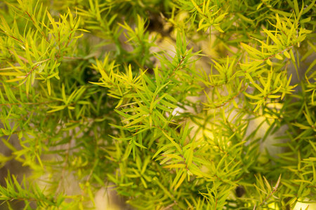 Flax-leaved Paperbark is a Melaleuca tree species with fragrant leaves