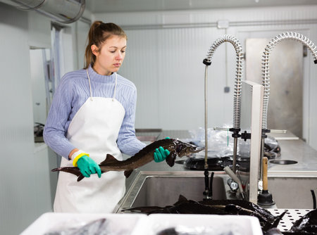 Female fish farm worker washing and packing freshly caught sturgeon