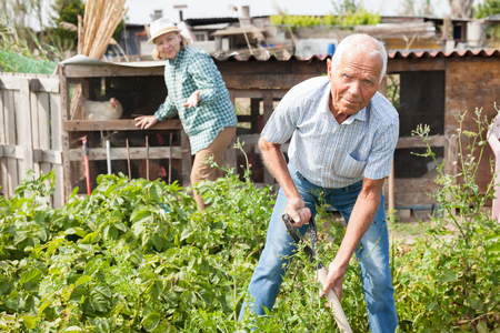 Mature man  is dripping harvest of potatoes by shovel  in garden outdoor, family on backgroundの写真素材