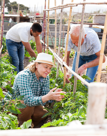 Grandmother and grandfather with grandson work in the gardenの写真素材