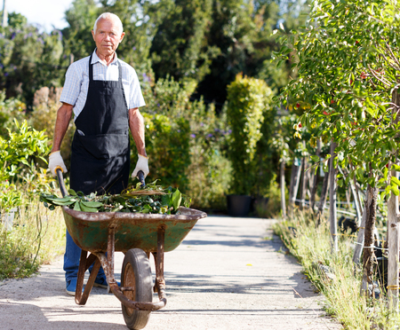 Senior man in black apron engaged in gardening in sunny day, carrying wheelbarrow with cut leavesの写真素材