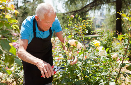Portrait of senior man cutting back shoots of rose bushes at flowerbed in park