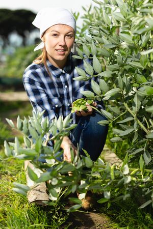 Girl harvesting peas in the gardenの写真素材