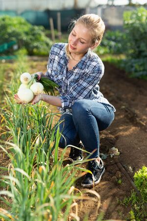 Portrait of positive woman engaged in cultivation of organic vegetables, checking onionの写真素材