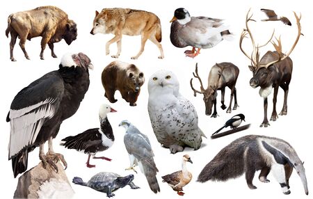 Set of brown bear and other North American animals. Isolated on white background with shadeの写真素材