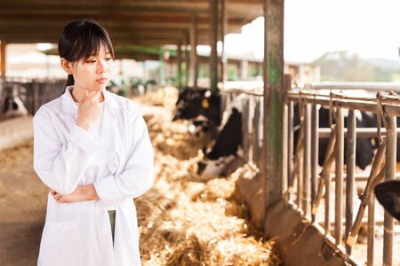 Professional female vet standing near calves barn in livestock farmの写真素材