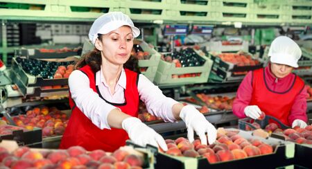 Female employee in the colored uniform sorting fresh ripe peaches on a producing grading lineの写真素材