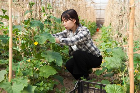 Successful chinese female farmer checking plantation of cucumber in greenhouseの写真素材