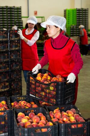 Skilled workwoman engaged on fruit sorting line, carrying plastic box with peaches in storageの写真素材