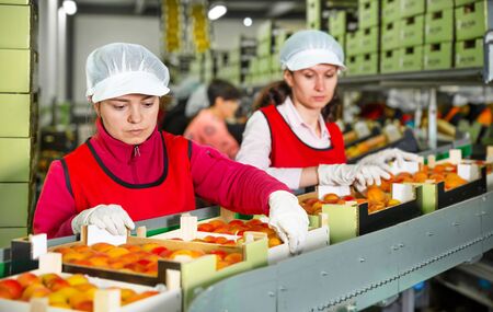 Focused woman working on fruit sorting line at warehouse, checking quality of the apricotsの写真素材