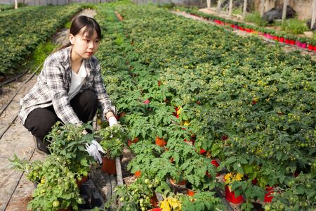 Woman gardener holding pot with tomatoes seedling in sunny greenhouseの写真素材
