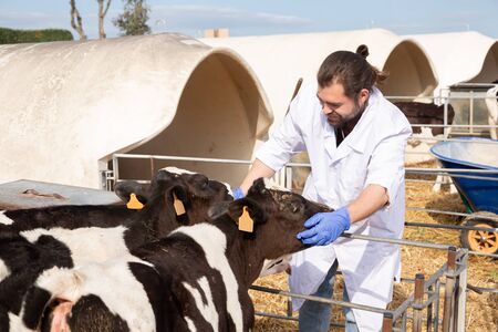 Man farmer is taking care  newborn calf at the cowhouse outdoorの写真素材