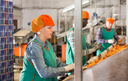 Female employee in colored uniform sorting fresh ripe mandarins on a producing grading line