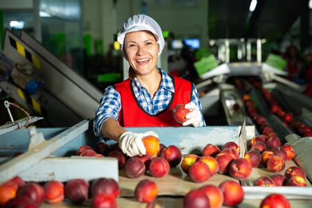 Young woman worker sorting and preparing nectarines for packaging at factoryの写真素材