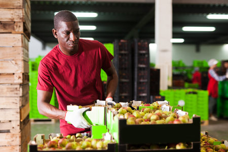 portrait of young cheerful Afro workman carrying box with harvested pears in storage at fruit...