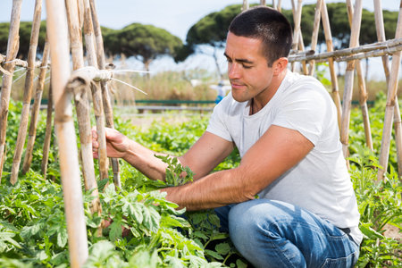 Male supervising growth of tomatoes plants in gardenの写真素材
