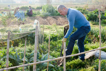 Man  professional gardener using  mattock at  land with turnip in garden outdoor