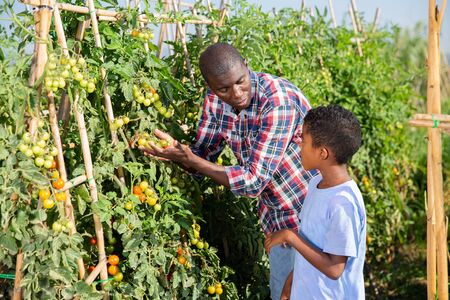 Son teenager helps father harvest grapes on vineyardの写真素材