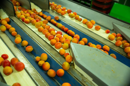 View of fresh ripe apricots on conveyor belt of sorting production lineの写真素材