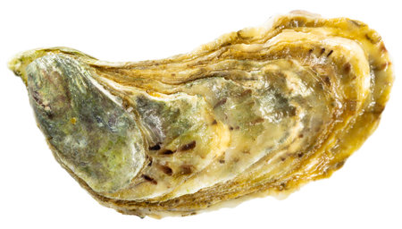 Image of tasty raw closed oysters, close-up. Isolated over white background
