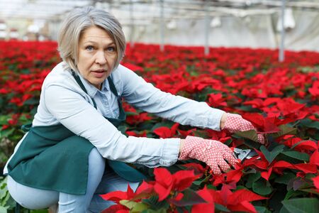 Skilled female florist engaged in cultivation of Euphorbia pulcherrima (poinsettia) in greenhouse, pruning branches and leavesの写真素材